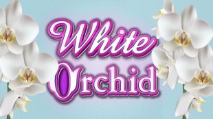 White Orchid 