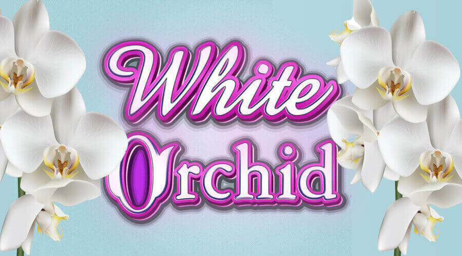 White Orchid 