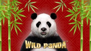 Wild Panda